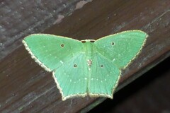 Cyclothea disjuncta