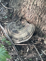 Ganoderma megaloma