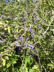 Salvia keerlii