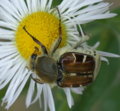 Trichiotinus piger