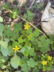 Oxalis