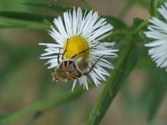 Trichiotinus piger