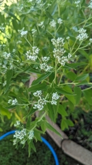 Eupatorium serotinum