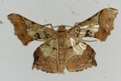 Krananda semihyalina