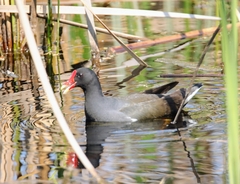 Gallinula chloropus meridionalis