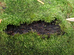 Cephalozia bicuspidata