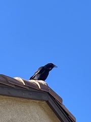 Corvus corax
