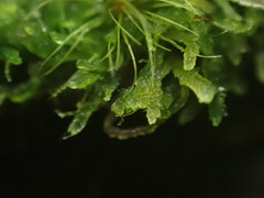 Cephalozia bicuspidata