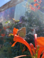 Callophrys xami