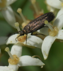 Scythris