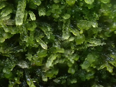 Cephalozia bicuspidata