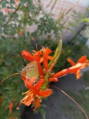 Callophrys xami