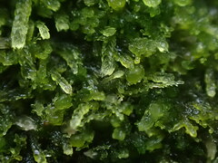 Cephalozia bicuspidata