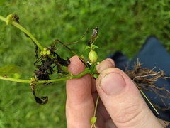 Neolasioptera lycopi