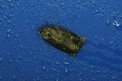 Choristoneura fumiferana