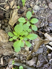 Amaranthus blitum