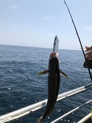 Caulolatilus princeps