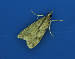 Eudonia strigalis