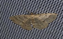 Melanolophia signataria