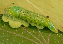 Euura gracilidentata