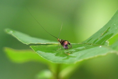 Nemophora ahenea