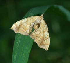 Eulithis