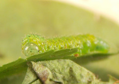 Euura gracilidentata