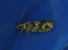 Zeiraphera canadensis