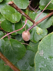 Actinidia chinensis