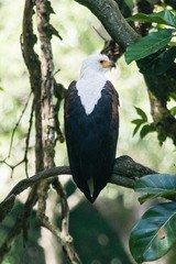 Haliaeetus vocifer