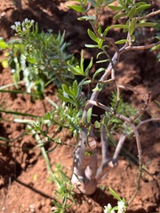 Magnoliopsida