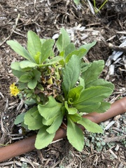 Grindelia adenodonta