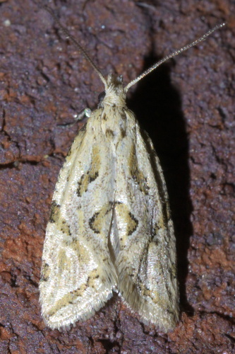 Aethes heleniana photo 2