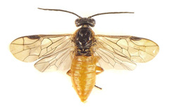 Euura gracilidentata