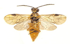 Euura gracilidentata