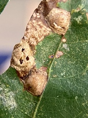 Callirhytis quercusfutilis