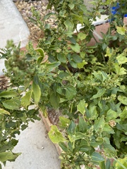 Chenopodiastrum murale
