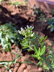 Magnoliopsida