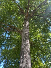 Quercus palustris