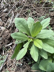 Grindelia adenodonta