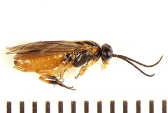 Euura gracilidentata