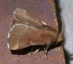 Malacosoma disstria