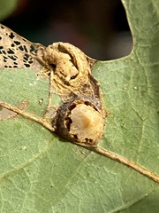 Callirhytis quercusfutilis