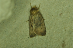 Orthodes cynica