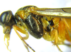 Euura gracilidentata