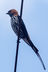 Cecropis abyssinica