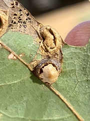 Callirhytis quercusfutilis