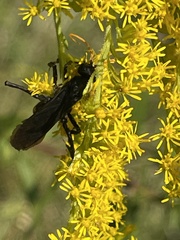 Pompilidae