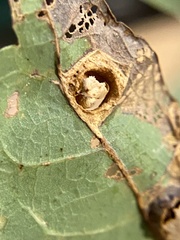 Callirhytis quercusfutilis