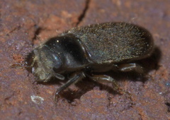 Heterocerus mollinus